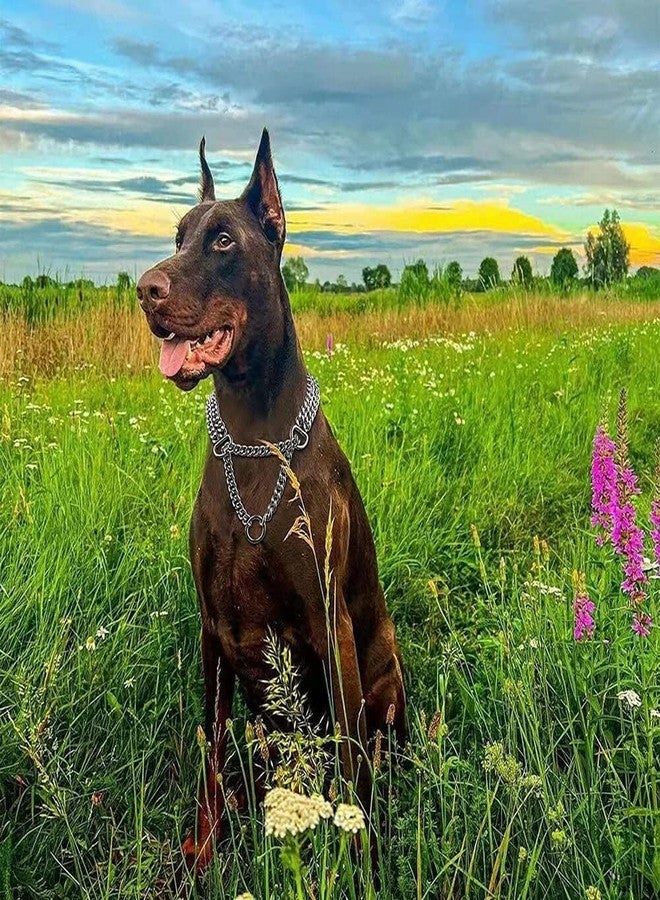 RoverPets طوق سلسلة مارتينجال للكلاب من روفر بيتس ذو طبقتين - سلسلة ضغط مزدوجة من الفولاذ المقاوم للصدأ بطول 24 بوصة للتدريب والمشي (فضي) - Image 2
